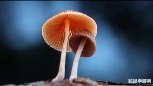 蘑菇外挂