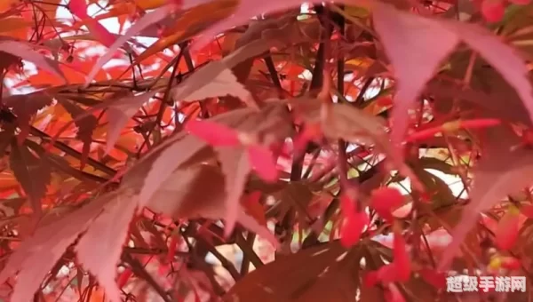 霜叶红于二月花是什么植物