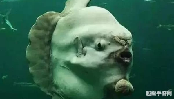 深海怪鱼克格莫